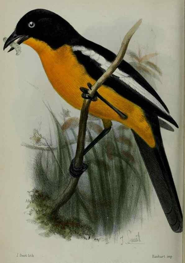 Reproducción/Reproduction 9518374394: Proceedings of the Zoological Society of London.. London :Academic Press, [etc.],1833-1965.