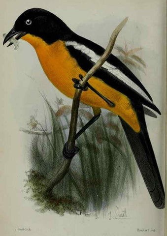 Reproducción/Reproduction 9518374394: Proceedings of the Zoological Society of London.. London :Academic Press, [etc.],1833-1965.
