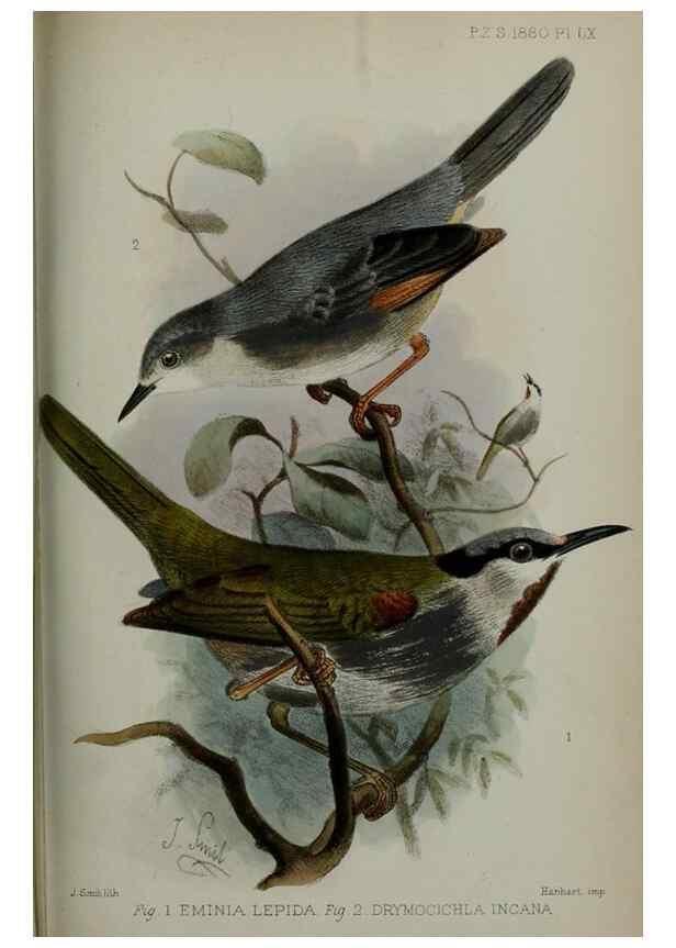 Reproducción/Reproduction 9518376410: Proceedings of the Zoological Society of London.. London :Academic Press, [etc.],1833-1965.