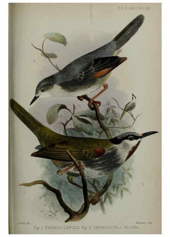 Reproducción/Reproduction 9518376410: Proceedings of the Zoological Society of London.. London :Academic Press, [etc.],1833-1965.