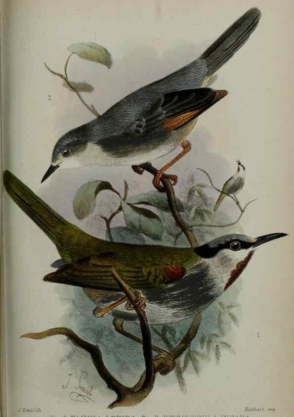 Reproducción/Reproduction 9518376410: Proceedings of the Zoological Society of London.. London :Academic Press, [etc.],1833-1965.