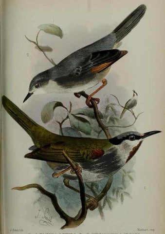 Reproducción/Reproduction 9518376410: Proceedings of the Zoological Society of London.. London :Academic Press, [etc.],1833-1965.