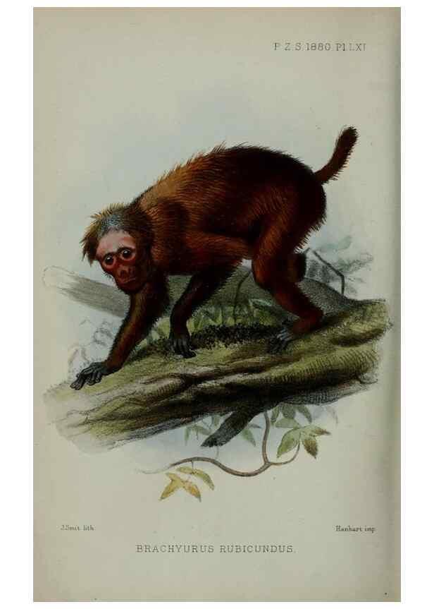 Reproducción/Reproduction 9515587079: Proceedings of the Zoological Society of London.. London :Academic Press, [etc.],1833-1965.