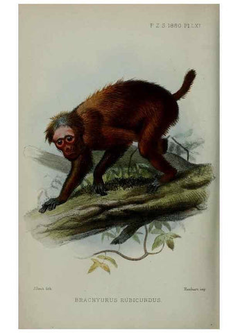 Reproducción/Reproduction 9515587079: Proceedings of the Zoological Society of London.. London :Academic Press, [etc.],1833-1965.