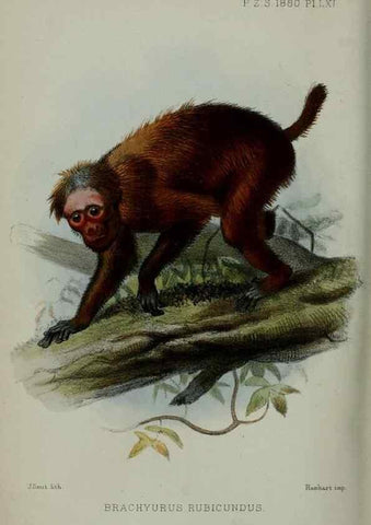 Reproducción/Reproduction 9515587079: Proceedings of the Zoological Society of London.. London :Academic Press, [etc.],1833-1965.