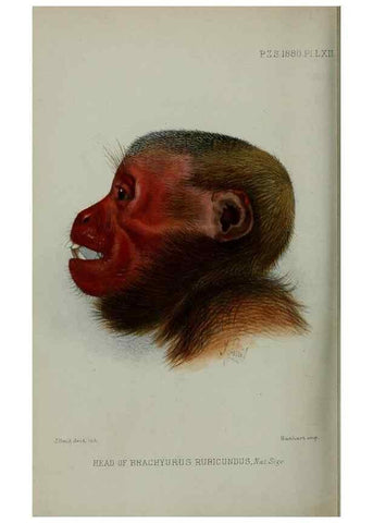 Reproducción/Reproduction 9518378800: Proceedings of the Zoological Society of London.. London :Academic Press, [etc.],1833-1965.