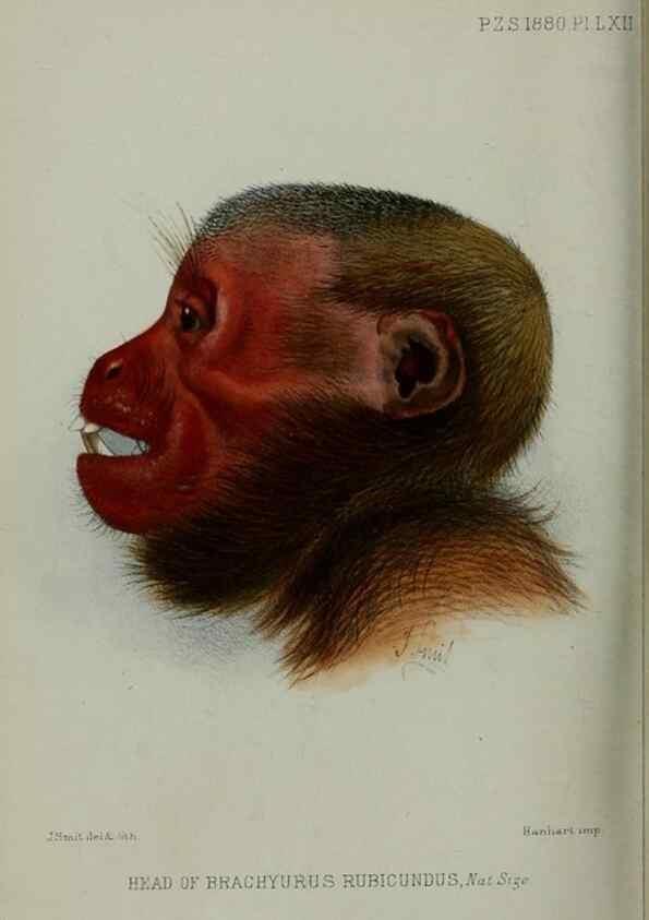 Reproducción/Reproduction 9518378800: Proceedings of the Zoological Society of London.. London :Academic Press, [etc.],1833-1965.