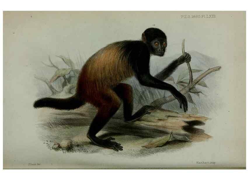 Reproducción/Reproduction 9515589493: Proceedings of the Zoological Society of London.. London :Academic Press, [etc.],1833-1965.