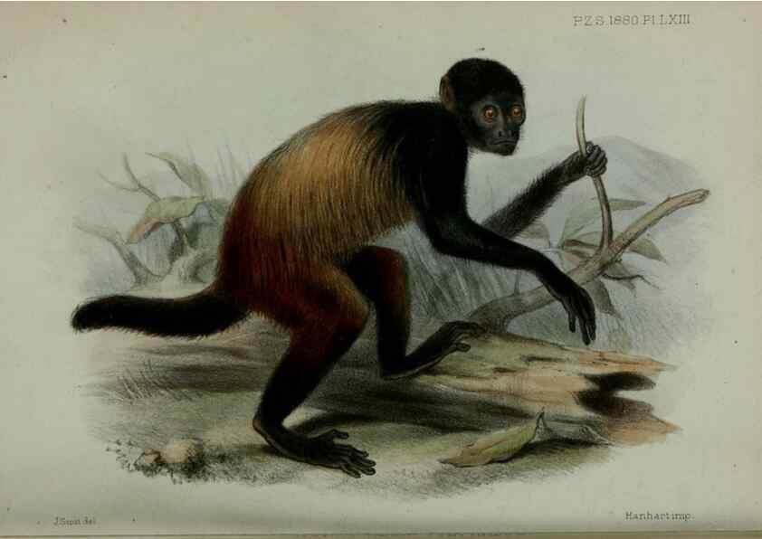 Reproducción/Reproduction 9515589493: Proceedings of the Zoological Society of London.. London :Academic Press, [etc.],1833-1965.
