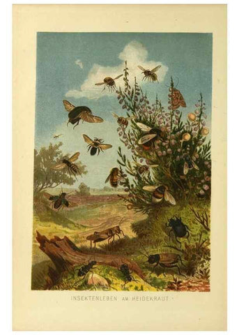 Reproducción/Reproduction 9524139756: Die Insekten, Tausendfüssler und Spinnen.. Leipzig,Bibliographische Institut,1877.