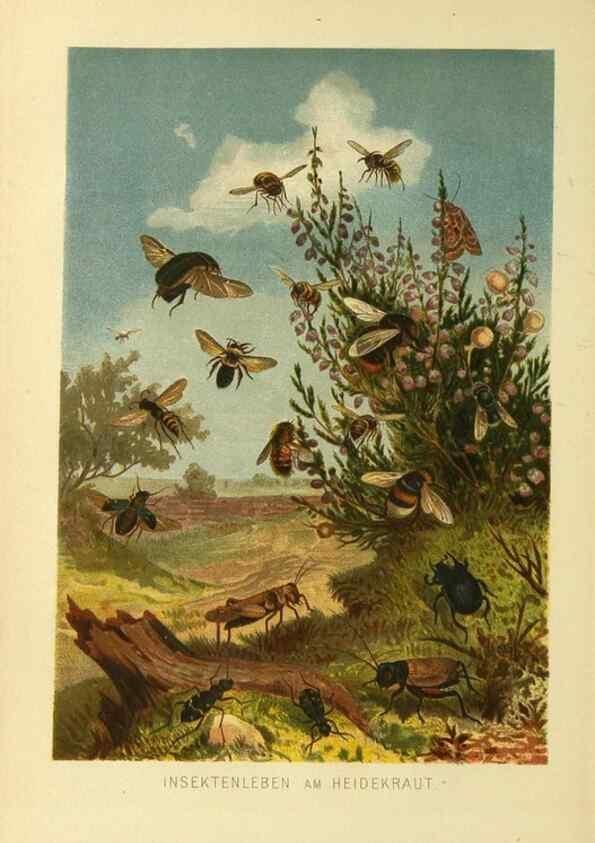 Reproducción/Reproduction 9524139756: Die Insekten, Tausendfüssler und Spinnen.. Leipzig,Bibliographische Institut,1877.