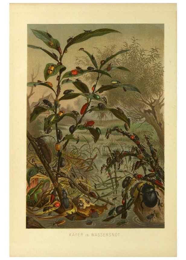 Reproducción/Reproduction 9524141682: Die Insekten, Tausendfüssler und Spinnen.. Leipzig,Bibliographische Institut,1877.