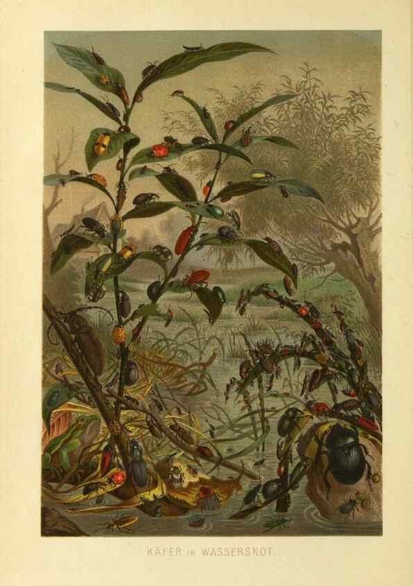 Reproducción/Reproduction 9524141682: Die Insekten, Tausendfüssler und Spinnen.. Leipzig,Bibliographische Institut,1877.