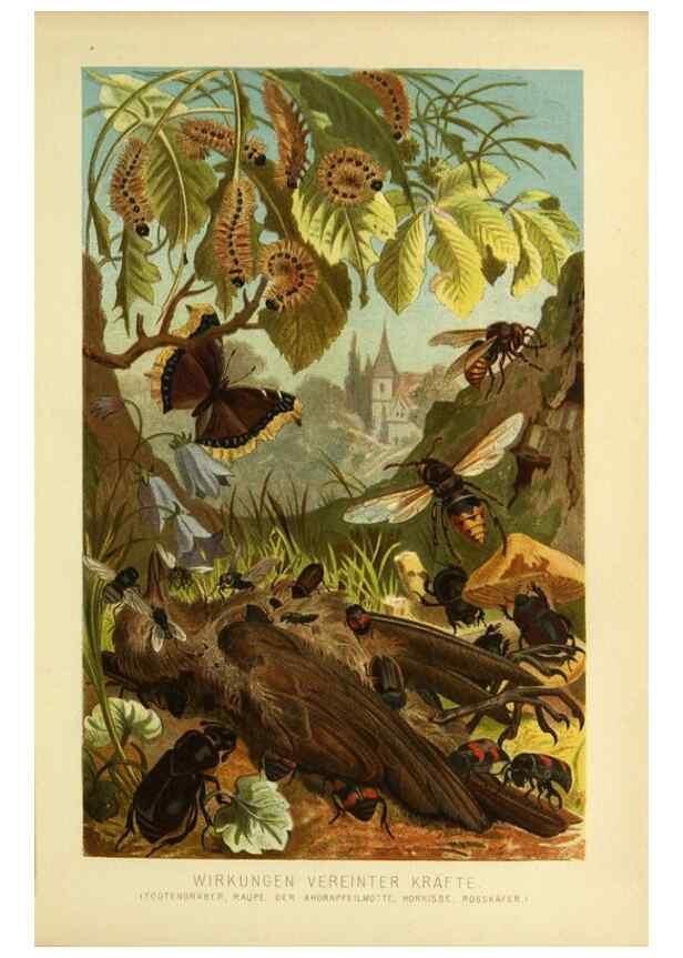 Reproducción/Reproduction 9521359535: Die Insekten, Tausendfüssler und Spinnen.. Leipzig,Bibliographische Institut,1877.