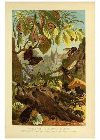 Reproducción/Reproduction 9521359535: Die Insekten, Tausendfüssler und Spinnen.. Leipzig,Bibliographische Institut,1877.