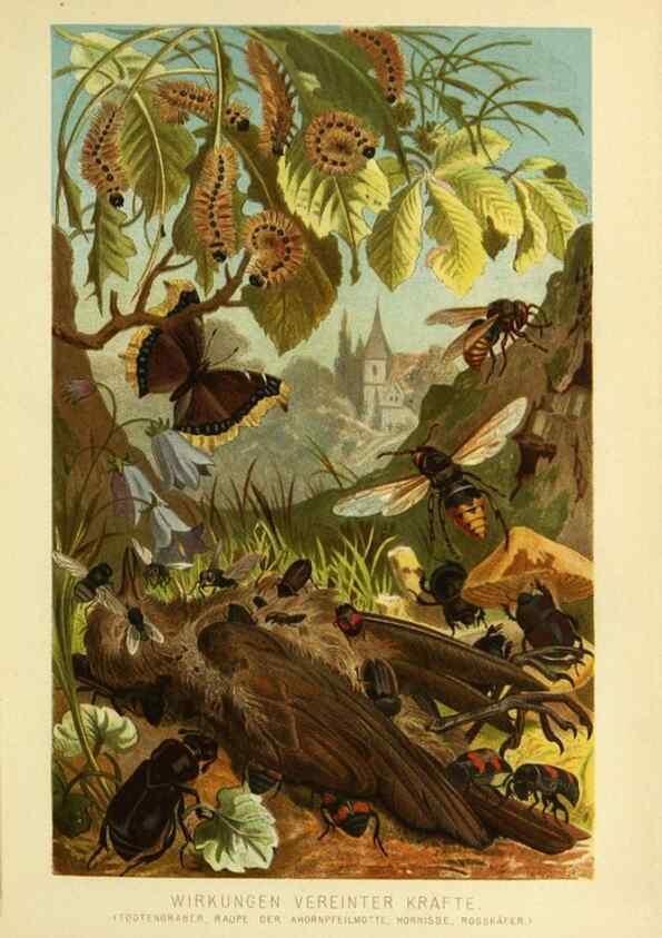 Reproducción/Reproduction 9521359535: Die Insekten, Tausendfüssler und Spinnen.. Leipzig,Bibliographische Institut,1877.