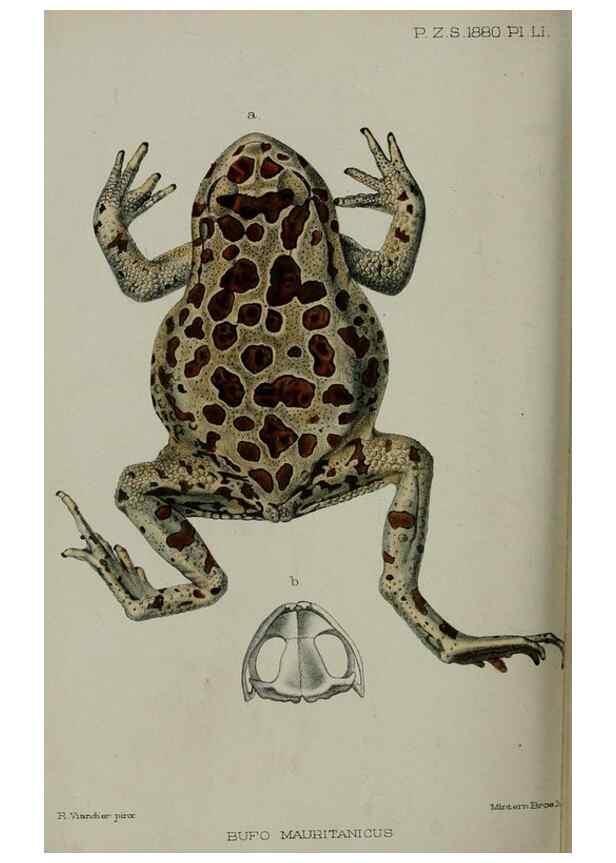 Reproducción/Reproduction 9518363482: Proceedings of the Zoological Society of London.. London :Academic Press, [etc.],1833-1965.