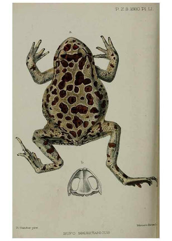 Reproducción/Reproduction 9518363482: Proceedings of the Zoological Society of London.. London :Academic Press, [etc.],1833-1965.