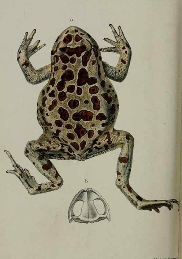 Reproducción/Reproduction 9518363482: Proceedings of the Zoological Society of London.. London :Academic Press, [etc.],1833-1965.