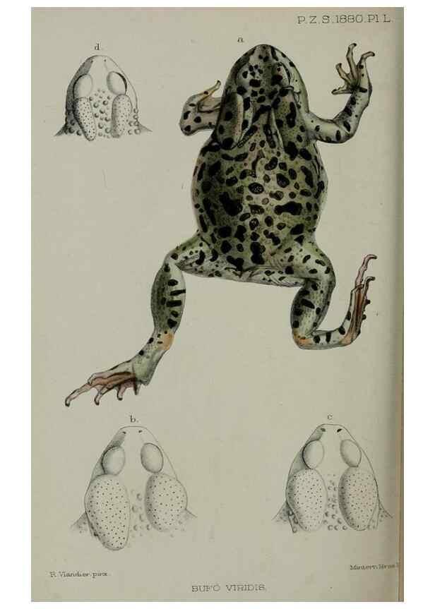 Reproducción/Reproduction 9518362226: Proceedings of the Zoological Society of London.. London :Academic Press, [etc.],1833-1965.