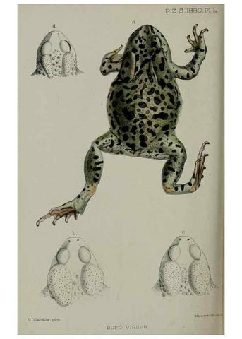 Reproducción/Reproduction 9518362226: Proceedings of the Zoological Society of London.. London :Academic Press, [etc.],1833-1965.