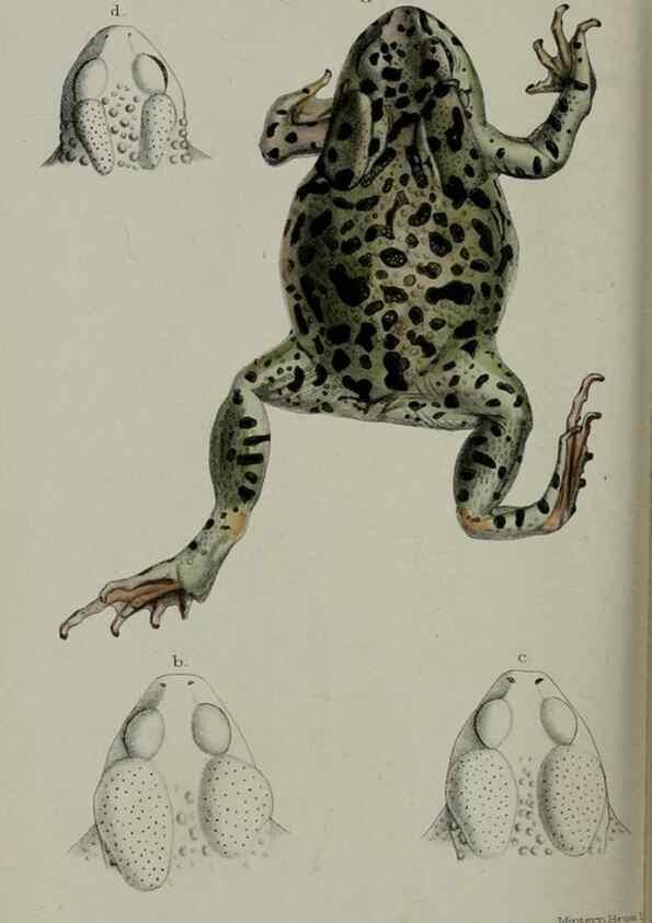 Reproducción/Reproduction 9518362226: Proceedings of the Zoological Society of London.. London :Academic Press, [etc.],1833-1965.