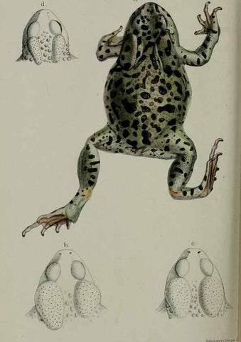 Reproducción/Reproduction 9518362226: Proceedings of the Zoological Society of London.. London :Academic Press, [etc.],1833-1965.