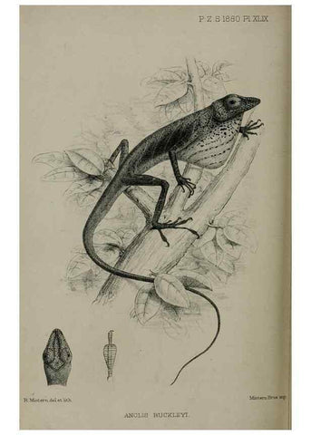 Reproducción/Reproduction 9515570001: Proceedings of the Zoological Society of London.. London :Academic Press, [etc.],1833-1965.