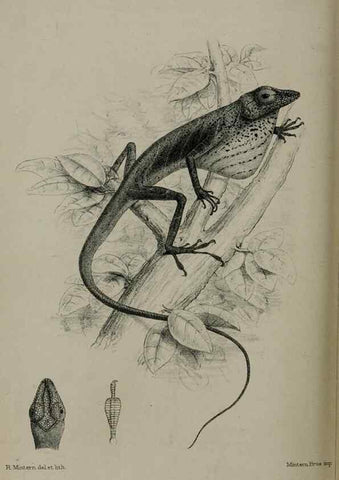 Reproducción/Reproduction 9515570001: Proceedings of the Zoological Society of London.. London :Academic Press, [etc.],1833-1965.