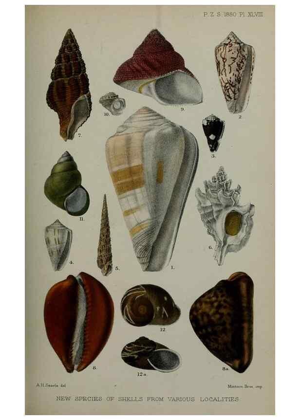 Reproducción/Reproduction 9518359654: Proceedings of the Zoological Society of London.. London :Academic Press, [etc.],1833-1965.
