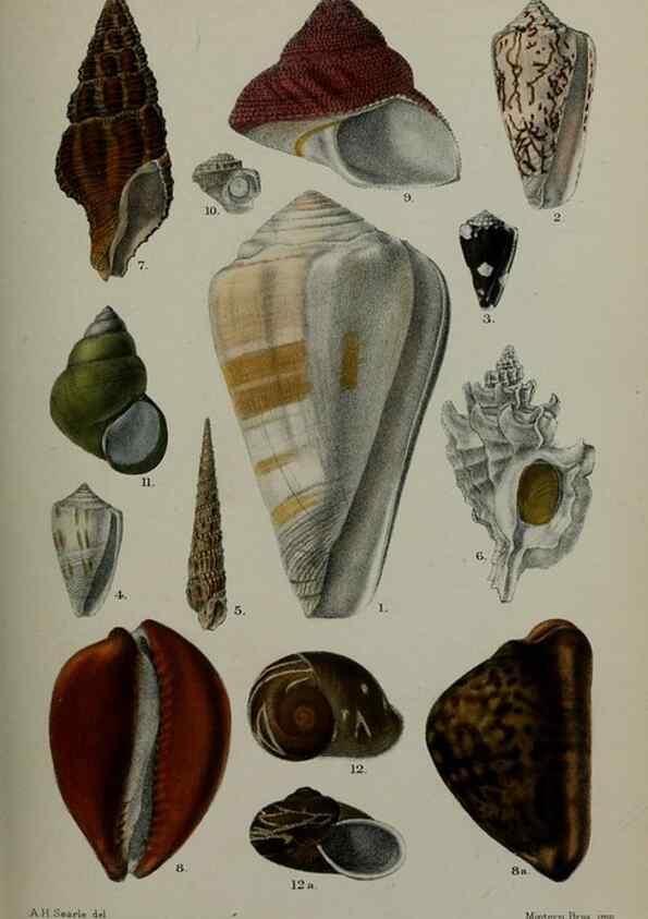 Reproducción/Reproduction 9518359654: Proceedings of the Zoological Society of London.. London :Academic Press, [etc.],1833-1965.