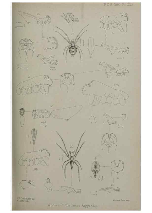 Reproducción/Reproduction 9515543411: Proceedings of the Zoological Society of London.. London :Academic Press, [etc.],1833-1965.
