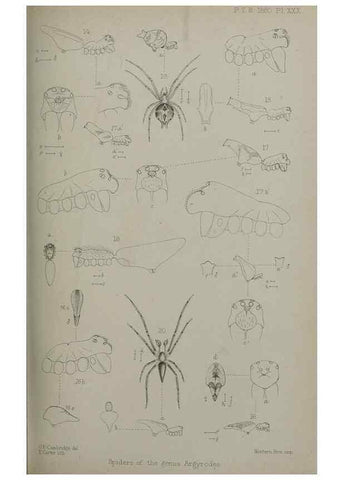 Reproducción/Reproduction 9515543411: Proceedings of the Zoological Society of London.. London :Academic Press, [etc.],1833-1965.