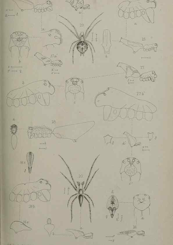 Reproducción/Reproduction 9515543411: Proceedings of the Zoological Society of London.. London :Academic Press, [etc.],1833-1965.