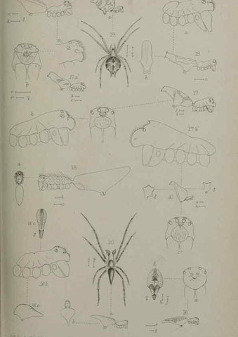 Reproducción/Reproduction 9515543411: Proceedings of the Zoological Society of London.. London :Academic Press, [etc.],1833-1965.