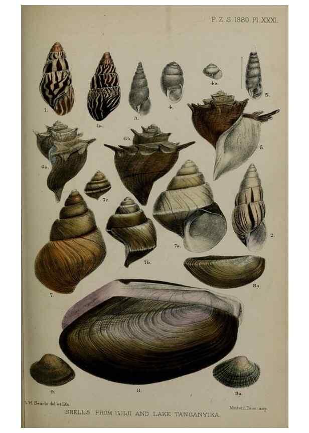 Reproducción/Reproduction 9518335698: Proceedings of the Zoological Society of London.. London :Academic Press, [etc.],1833-1965.