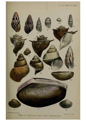Reproducción/Reproduction 9518335698: Proceedings of the Zoological Society of London.. London :Academic Press, [etc.],1833-1965.