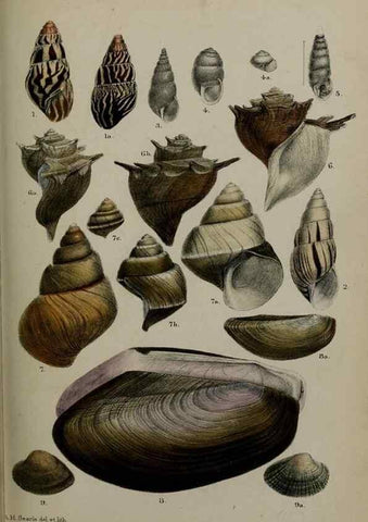 Reproducción/Reproduction 9518335698: Proceedings of the Zoological Society of London.. London :Academic Press, [etc.],1833-1965.