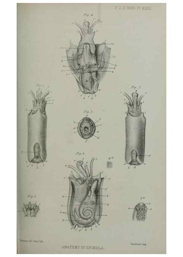 Reproducción/Reproduction 9518336856: Proceedings of the Zoological Society of London.. London :Academic Press, [etc.],1833-1965.