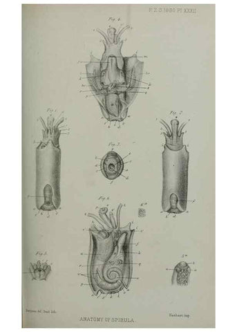 Reproducción/Reproduction 9518336856: Proceedings of the Zoological Society of London.. London :Academic Press, [etc.],1833-1965.