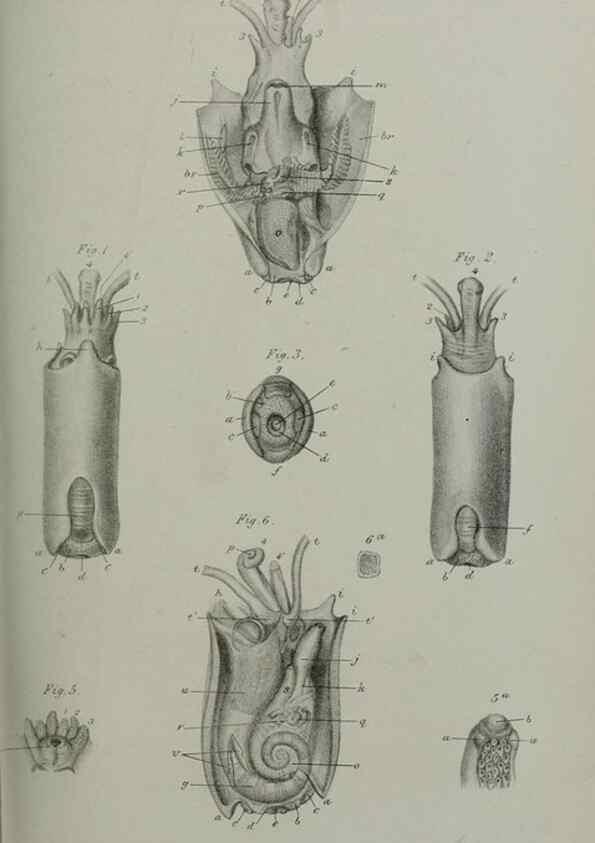 Reproducción/Reproduction 9518336856: Proceedings of the Zoological Society of London.. London :Academic Press, [etc.],1833-1965.
