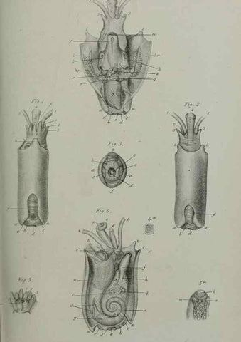 Reproducción/Reproduction 9518336856: Proceedings of the Zoological Society of London.. London :Academic Press, [etc.],1833-1965.