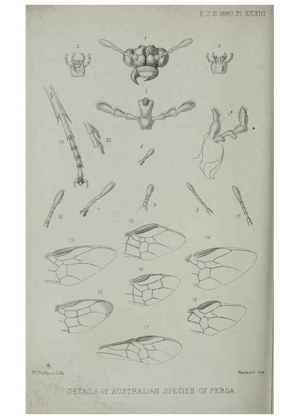 Reproducción/Reproduction 9515547789: Proceedings of the Zoological Society of London.. London :Academic Press, [etc.],1833-1965.