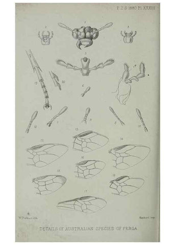 Reproducción/Reproduction 9515547789: Proceedings of the Zoological Society of London.. London :Academic Press, [etc.],1833-1965.