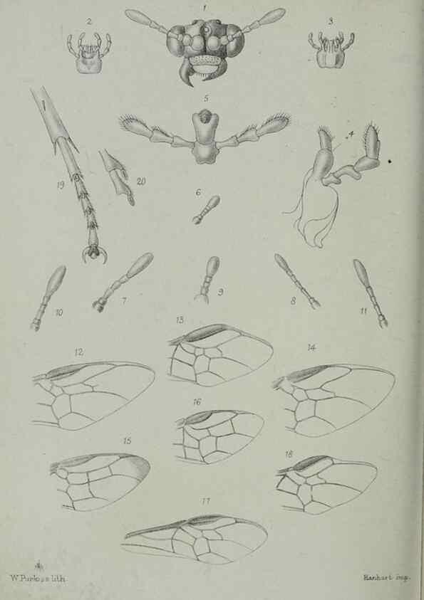 Reproducción/Reproduction 9515547789: Proceedings of the Zoological Society of London.. London :Academic Press, [etc.],1833-1965.