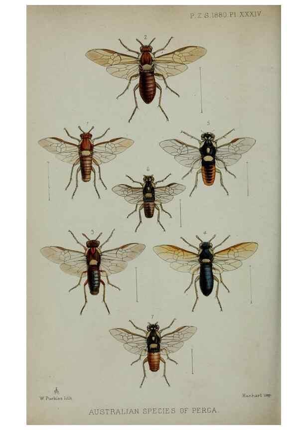 Reproducción/Reproduction 9518339894: Proceedings of the Zoological Society of London.. London :Academic Press, [etc.],1833-1965.