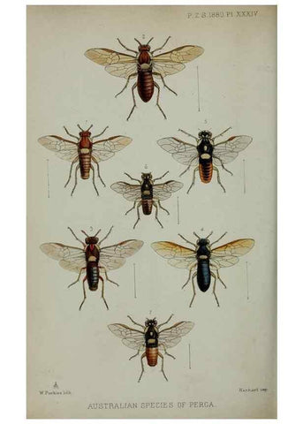 Reproducción/Reproduction 9518339894: Proceedings of the Zoological Society of London.. London :Academic Press, [etc.],1833-1965.