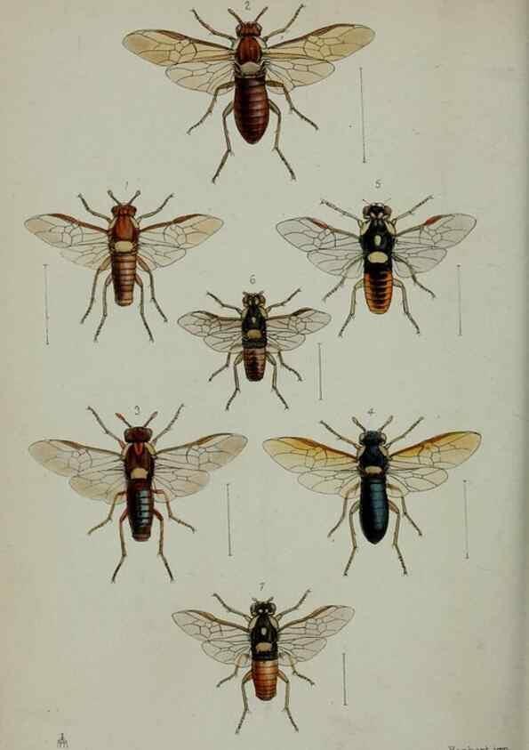 Reproducción/Reproduction 9518339894: Proceedings of the Zoological Society of London.. London :Academic Press, [etc.],1833-1965.