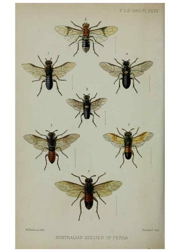 Reproducción/Reproduction 9515550225: Proceedings of the Zoological Society of London.. London :Academic Press, [etc.],1833-1965.