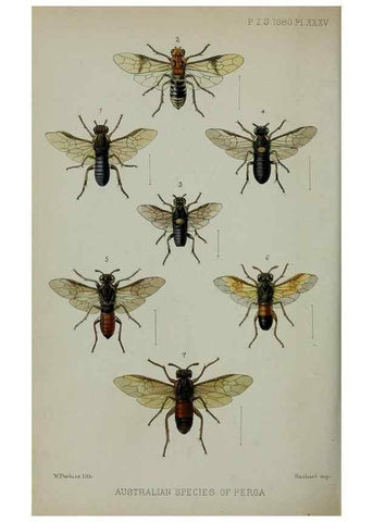 Reproducción/Reproduction 9515550225: Proceedings of the Zoological Society of London.. London :Academic Press, [etc.],1833-1965.